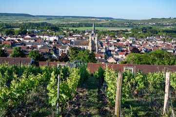 View on old green grand cru hilly champagne vineyards near village Ay-Champange, Vallee de la...