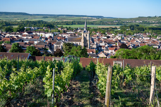 View on old green grand cru hilly champagne vineyards near village Ay-Champange, Vallee de la Marne, Champagne region, France, row of pinot noir grape plants and old houses in village