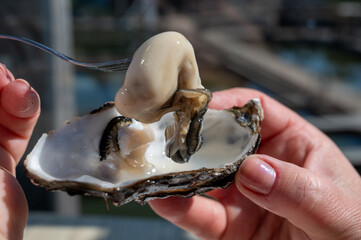 Eating of fresh Zeeuwse creuse oysters on farm in Yerseke with living harvested oysters,...