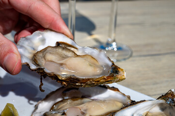 Eating of fresh Zeeuwse creuse oysters on farm in Yerseke with living harvested oysters,...