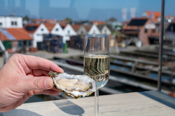 Eating of fresh Zeeuwse creuse oysters on farm in Yerseke with living harvested oysters,...
