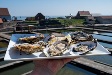 Eating of fresh Zeeuwse creuse oysters on farm in Yerseke, Oosterschelde, Zeeland,...