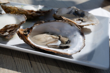 Eating of fresh Zeeuwse creuse oysters on farm in Yerseke with living harvested oysters,...