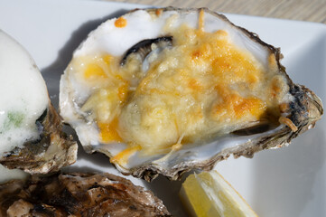 Eating of fresh Zeeuwse creuse oysters on farm in Yerseke with living harvested oysters,...