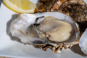 Eating of fresh Zeeuwse creuse oysters on farm in Yerseke with living harvested oysters, Oosterschelde, Zeeland, Netherlands
Fresh oysters with llemon