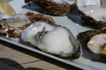 Eating of fresh Zeeuwse creuse oysters on farm in Yerseke with living harvested oysters,...