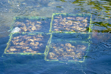 Boxes with oysters in basins or pools with ready-for-sale living Zeeuwse creuse oysters harvested...