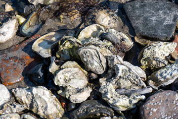 Low tide time in Oosterschelde, sea bottom with variety of wild shells and oysters allowed to be collected and eaten, Zeeland, Yerseke, Netherlads