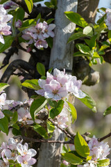 Rows of blossoming apple trees with pink flowers, orchards in Zuid-Beveland, Zeeland, food industry in the Netherlands