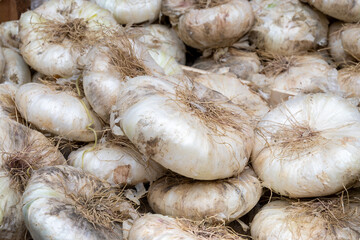 New harvest of white Sicilian onion vegetable on market in Palermo, Sicily, close up