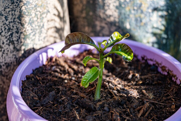 Growing exotic mango tree tropical fruit from a seed, germinated sprout with leaves in soil