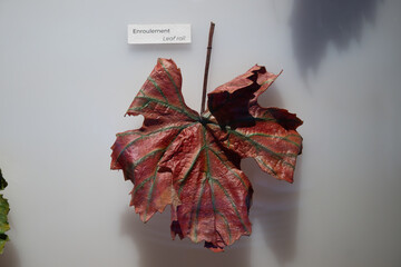 Example of grape leaves sickness or problems, Leaf roll grape plant disease