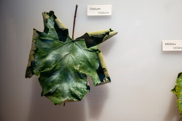 Example of grape leaves sickness or problems, Oidium genus of fungi in the family Erysiphaceae...