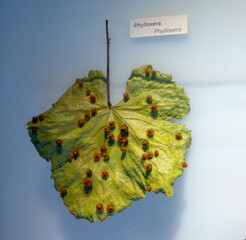 Example of grape leaves sickness or problems, grape phylloxera insect pest of grapevines worldwide,...