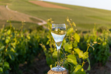 Sunset with glass of white sparkling wine brut, grand reserve, champagne in Ay-Champagne on green...