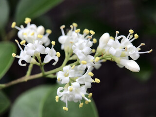 神田川5月：ネズミモチの花 2025/5/16