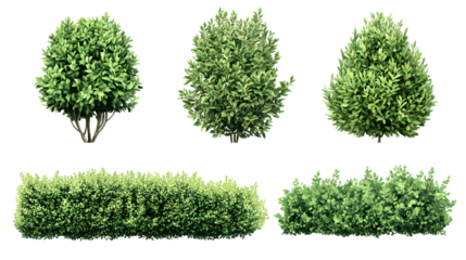 Collection of meticulously trimmed boxwood shrubs and bushes on black background