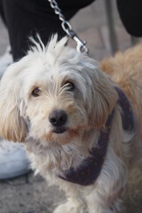 Cute dog with fluffy fur standing outdoors