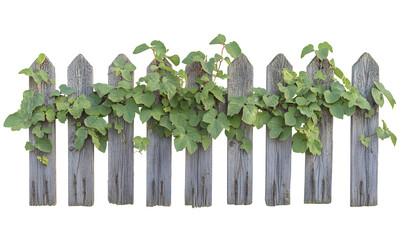 Rustic wooden fence adorned with vibrant green ivy against a stark black backdrop