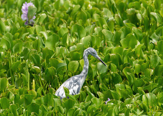 Juvenile Little Blue Heron at Brazos Bend State Park in Texas.