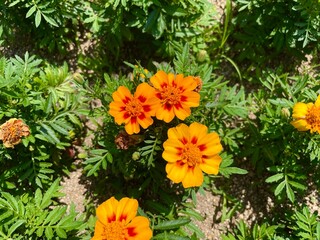 flowers in the garden