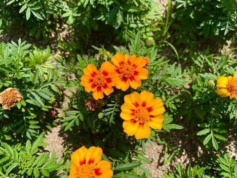 flowers in the garden