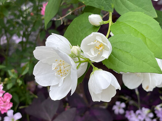 神田川5月：バイカウツギの花 2025/5/16