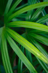 green leaves background