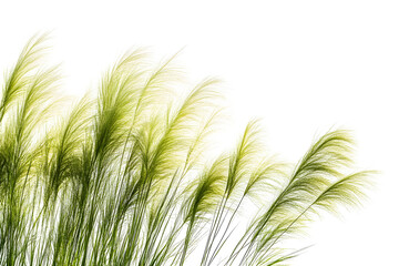 Elegant pampas grass plumes against a striking black backdrop providing gentle movement
