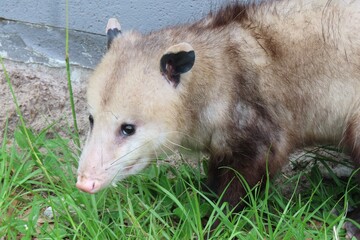 Virginia opossum (Didelphis virginiana) in Florida wild, closeup