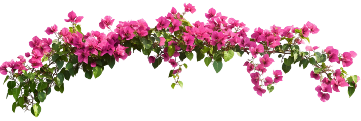 Bougainvillea spectabilis flower branch with green leaves on black background