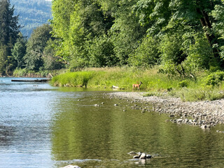 Skagit river in Washington state in late spring season with single deer carefully looking to woods