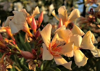 Creamy pinkish Laurel Blossom. Laurel Flower isolated in Bloom. Laurel Flower Closeup. Creamy pinkish flowers blooming in spring time. Nerium oleander isolated, zoomed. white pinkish flower background