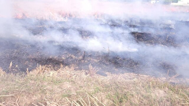 Stubble Burning in India( Parali burning), also known as stubble or straw burning, is the practice of setting fire to crop residue left after harvesting, primarily in agricultural regions of India.