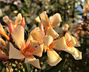 Creamy pinkish Laurel Blossom. Laurel Flower isolated in Bloom. Laurel Flower Closeup. Creamy pinkish flowers blooming in spring time. Nerium oleander isolated, zoomed. white pinkish flower background