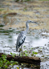 Juvenile Little Blue Heron at Brazos Bend State Park in Texas.