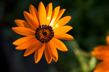 orange flower in pacific northwest