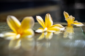 Fallen Flower Petals Floating on Pool Edge Beneath Blossoming Tree