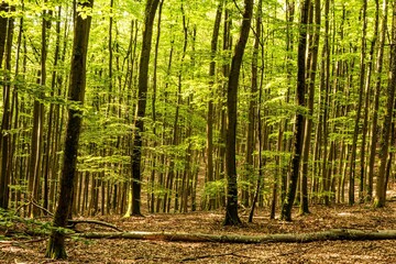 Obraz premium Morning light filters through tall beech trees at Hoher Knuck hill in the Spessart forest, Bavaria