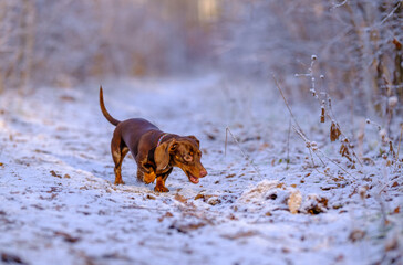 Cute dachshund dog on a walk in a snowy park