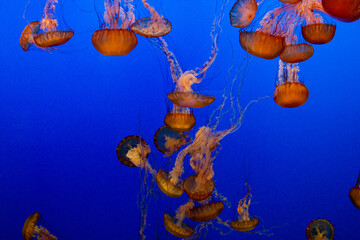 jellyfish in aquarium