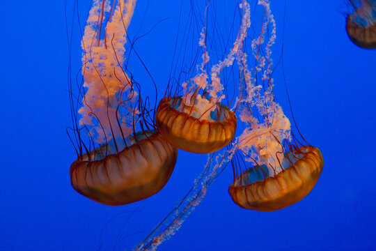 three jellyfish in aquarium