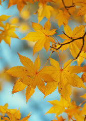  Vibrant yellow maple leaves in full bloom over a peaceful garden