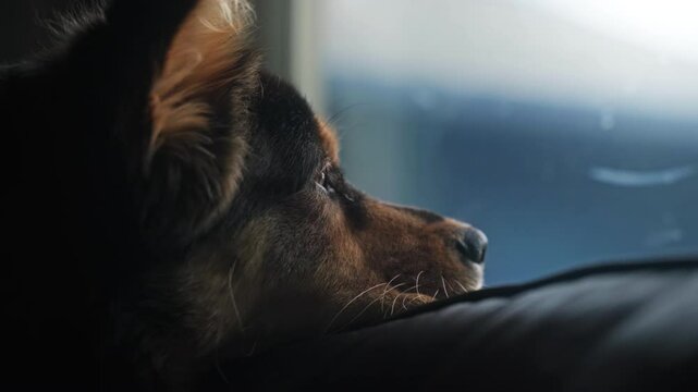 A cute dog lays and looks out a window.