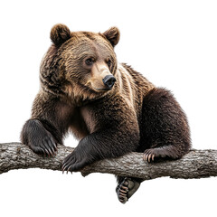 Obraz premium Portrait of a brown bear on a branch isolated on transparent background cutout, png file.