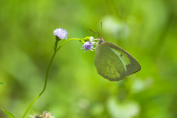 butterfly on the grass flower