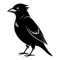 Cedar Waxwing vector black silhouette on white background