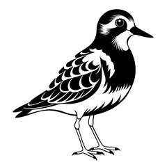 Ruddy Turnstone vector black silhouette on white background