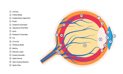 Illustration of the internal structure of the human eye labeled components cornea iris lens retina optic nerve and vitreous body