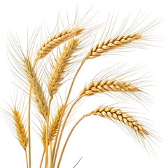Fototapeta premium wheat ears isolated on white png